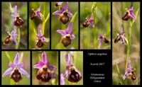 Ophrys-argolica3